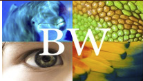 BWMoodle